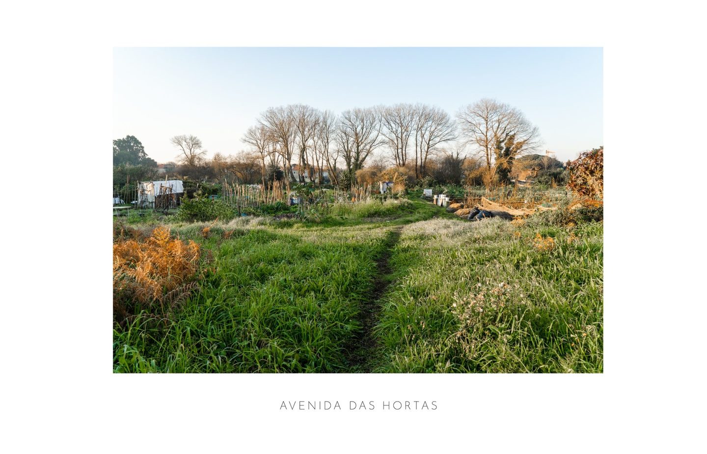 Avenida das Hortas