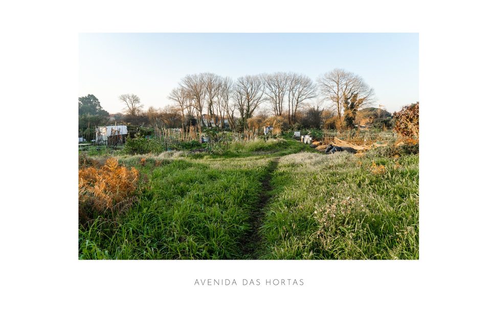 Avenida das Hortas